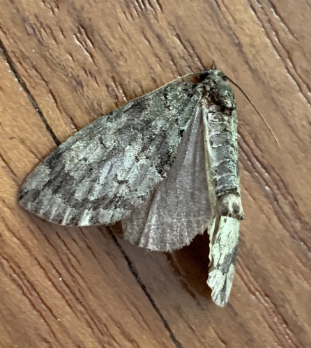 Transfigured Hydriomena Moth photo 2