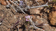 Linanthus orcuttii