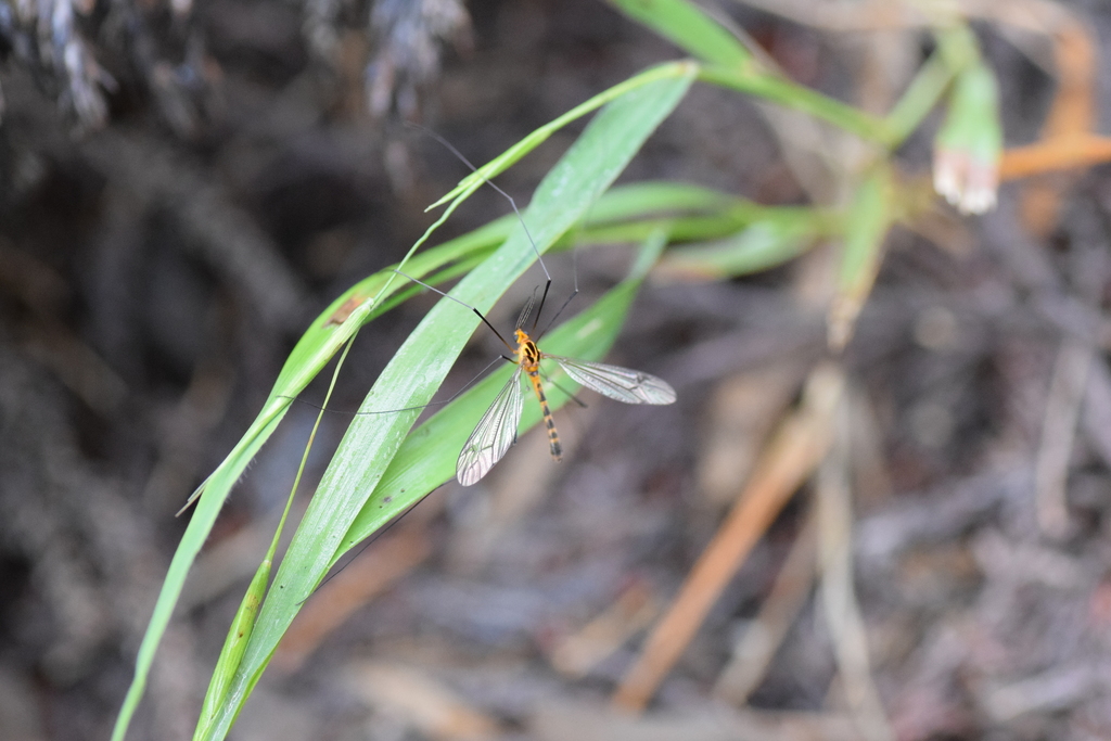 Nephrotoma vinsoniana