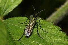 Tenthredo mesomela