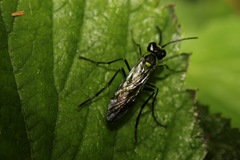 Tenthredo mesomela
