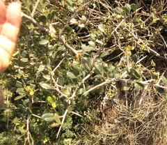 Searsia longispina