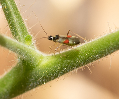 Tupiocoris californicus