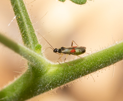 Tupiocoris californicus