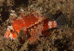 Dendrochirus brachypterus