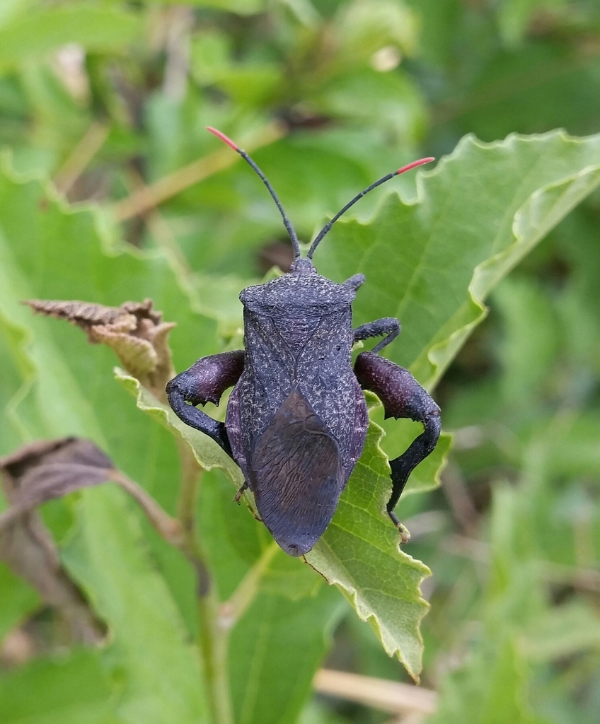 Rhyticoris