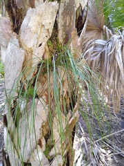 Vittaria lineata image