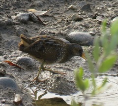 Porzana porzana