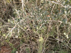 Searsia longispina