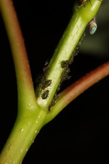 Periphyllus testudinaceus