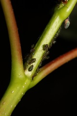 Periphyllus testudinaceus