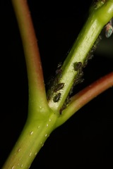 Periphyllus testudinaceus