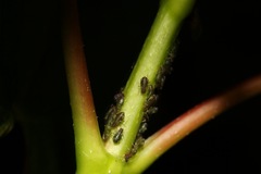 Periphyllus testudinaceus