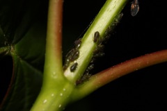 Periphyllus testudinaceus