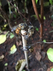 Apis mellifera