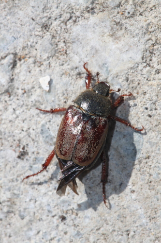 Welsh Chafer, Alkmaar, Nederland, photo 8 of 10