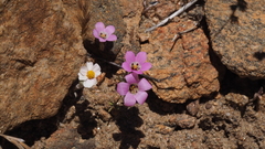 Linanthus orcuttii