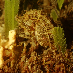 Hippocampus whitei