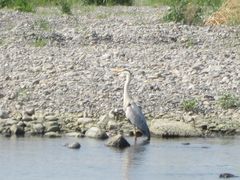 Ardea cinerea