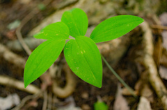 Polygonatum pubescens