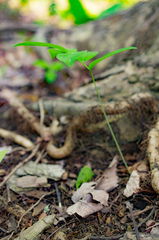 Polygonatum pubescens
