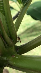 Tetragonisca angustula