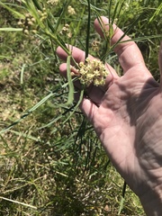 Asclepias linearis
