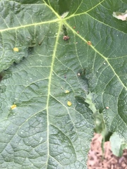 Puccinia malvacearum