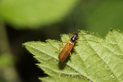 Rhagonycha lignosa