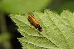 Rhagonycha lignosa