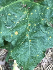 Puccinia malvacearum