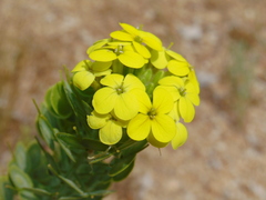 Biscutella cichoriifolia