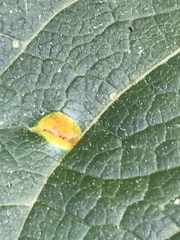 Puccinia malvacearum
