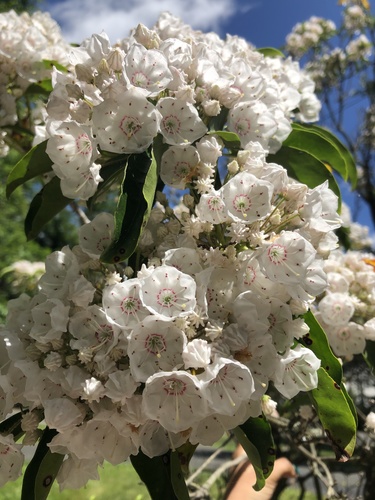 photo of Mountain-laurels (Kalmia)