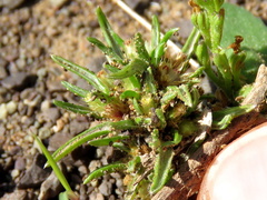 Ifloga glomerata