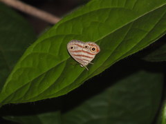 Euptychia