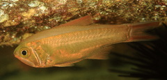 Optivus agastos