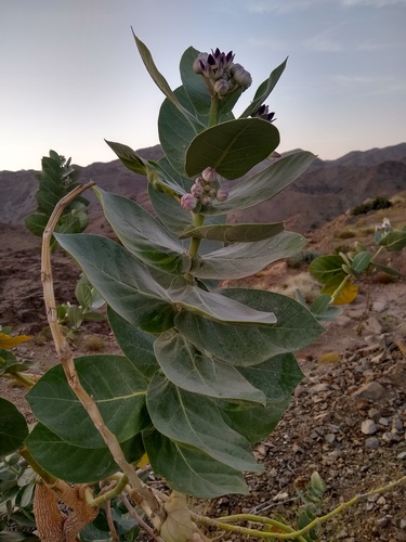 giant milkweed