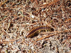 Apheloriini