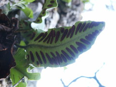 Asplenium sagittatum