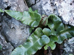 Asplenium sagittatum