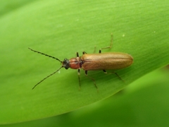 Denticollis linearis