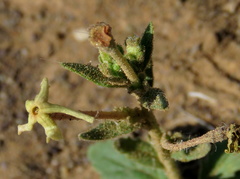 Lyperia tristis
