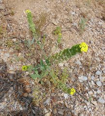 Biscutella cichoriifolia