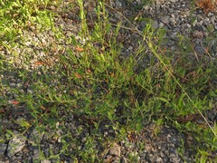 Polygonum ramosissimum