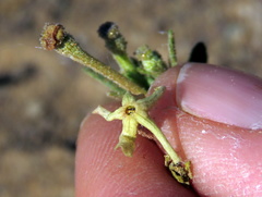 Lyperia tristis