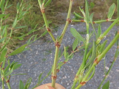 Polygonum ramosissimum