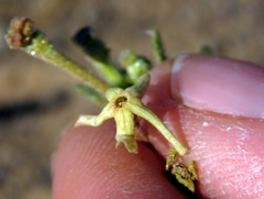 Lyperia tristis
