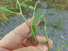 Polygonum ramosissimum