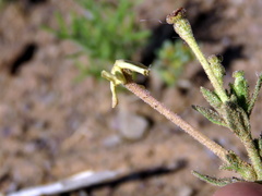 Lyperia tristis